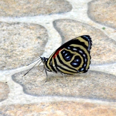 Catagramma pygas thamyras