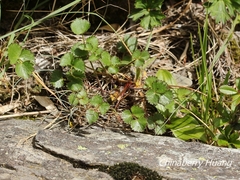 Pimpinella niitakayamensis