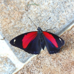 Catagramma pygas thamyras