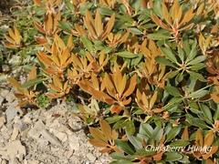 Rhododendron hyperythrum