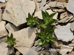 Adenophora morrisonensis