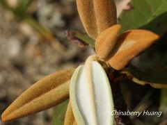 Rhododendron hyperythrum
