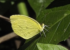 Pyrisitia leuce