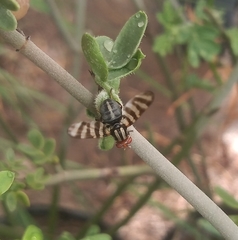 Pterotaenia