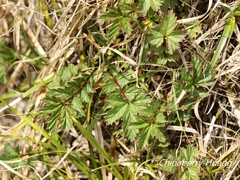 Filipendula kiraishiensis
