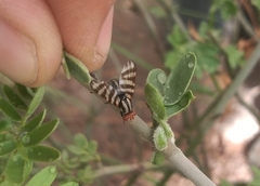 Pterotaenia