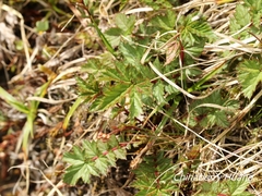 Filipendula kiraishiensis