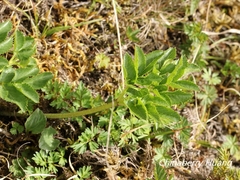 Angelica morrisonicola