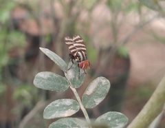 Pterotaenia