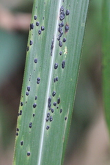 Phyllachora graminis