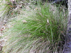 Carex lectissima