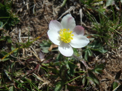 Anemonastrum speciosum