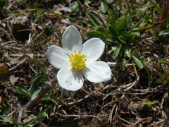 Anemonastrum speciosum