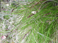Carex lectissima