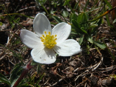 Anemonastrum speciosum