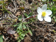 Anemonastrum speciosum