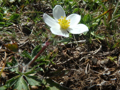 Anemonastrum speciosum