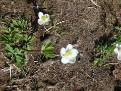 Anemonastrum speciosum