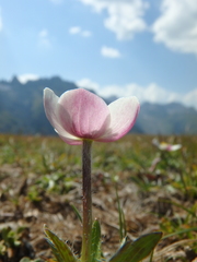 Anemonastrum speciosum