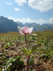 Anemonastrum speciosum