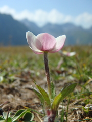 Anemonastrum speciosum