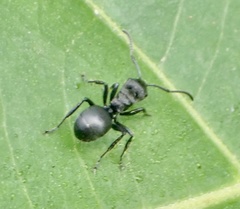 Polyrhachis militaris