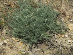 Camphorosmeae