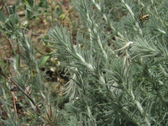 Camphorosmeae