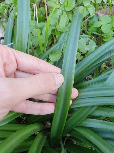 Sternbergia lutea subsp. lutea image