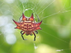Gasteracantha curvispina