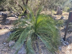 Macrozamia moorei
