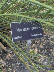 Macrozamia moorei