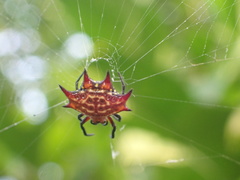 Gasteracantha curvispina