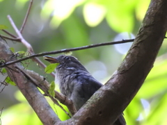 Lipaugus vociferans