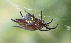 Gasteracantha curvispina