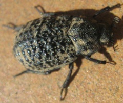 Trox perlatus