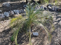 Macrozamia longispina