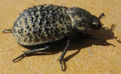Trox perlatus