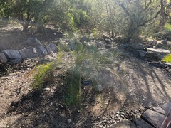 Macrozamia longispina