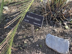 Macrozamia longispina