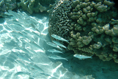 Mulloidichthys flavolineatus