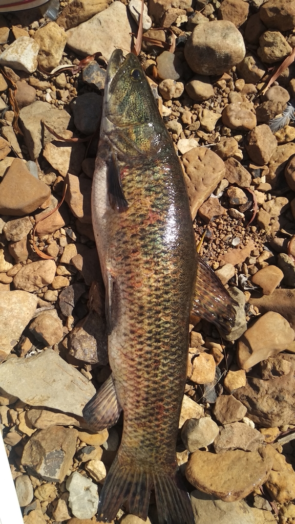 Blue Wolf Fish