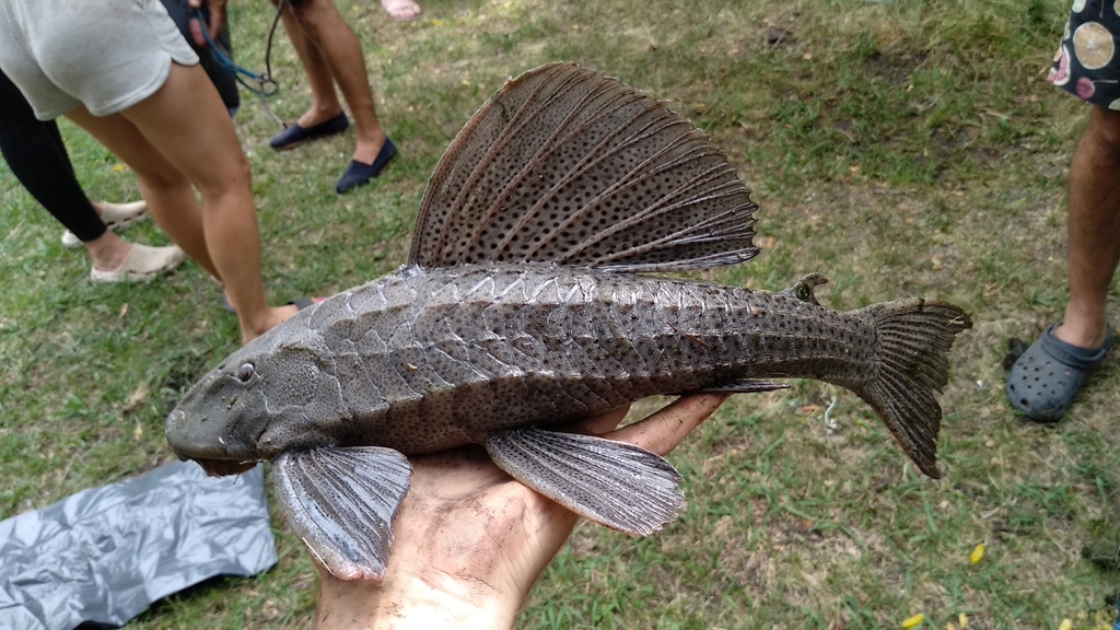 Hypostomus spiniger