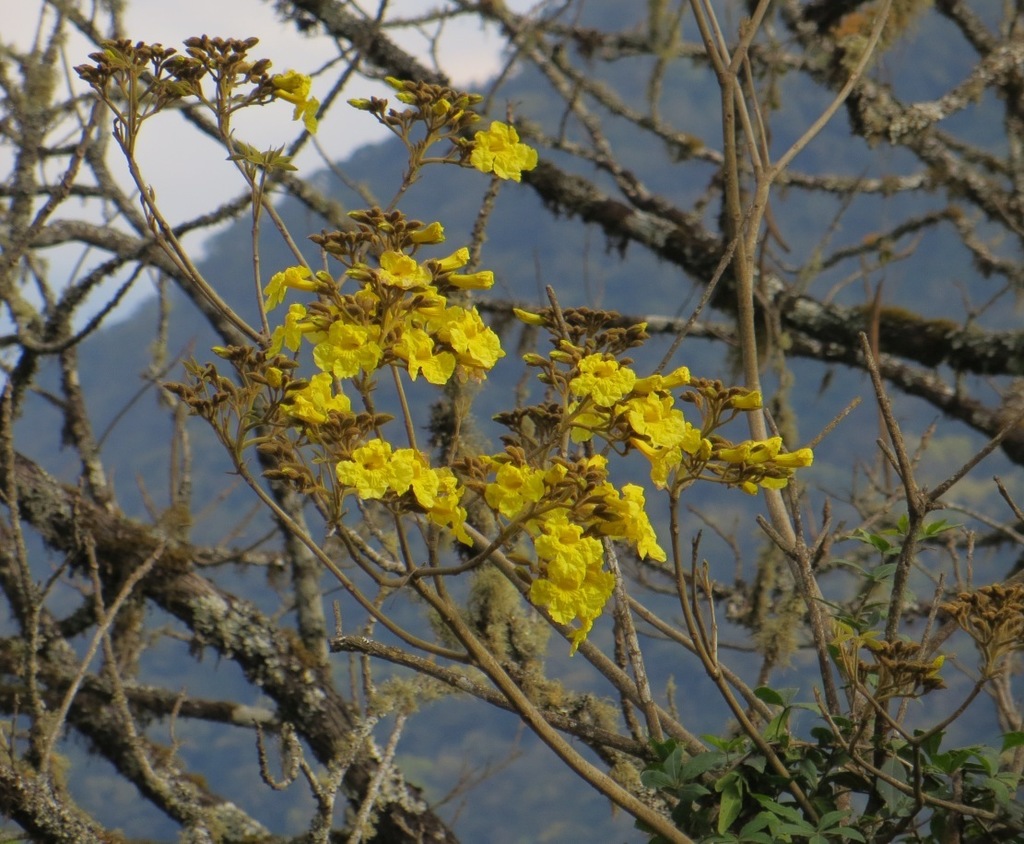 Lapacho amarillo