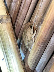 Hyperolius parallelus