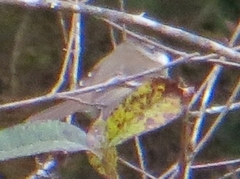 Mecocerculus leucophrys