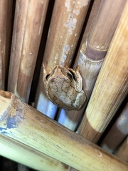 Hyperolius parallelus