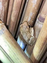 Hyperolius parallelus
