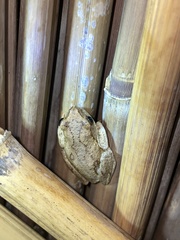 Hyperolius parallelus