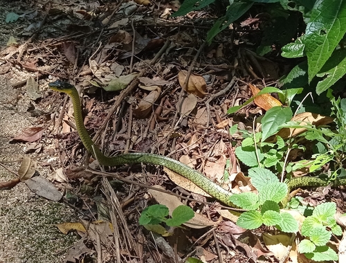 Photo of a South American Sipo (foveatus) (Chironius foveatus)